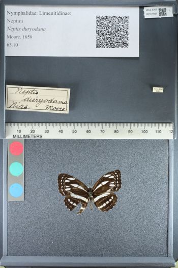 Media type: image;   Entomology 161931